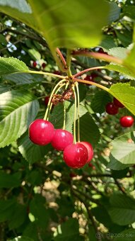 Višne - 5