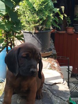 Bavorsky farbiar - 5