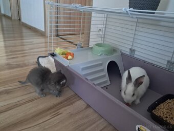 Zakrslý zajko + klietka - 5
