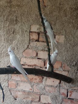 Predám papagáj spevavy korela a andulky - 5