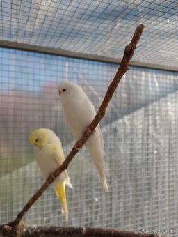 Predám  /vymením/papagáj spevavy, korela a andulky - 5