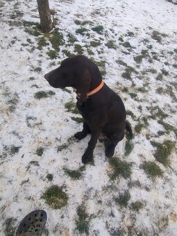 Predám poľovné šteniatko stavač kratkosrsti - 5