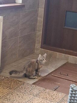 Mainska myvalia, MCO - 5