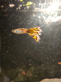 Predám akvárium 40L - 5