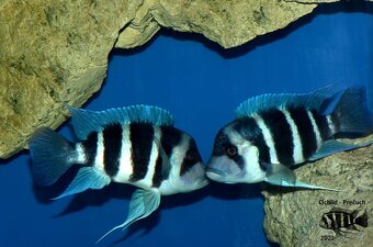 Cyphotilapia Gibberosa Blue Zaire Lupota WF/F1 - 5