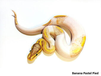 Python regius - 5