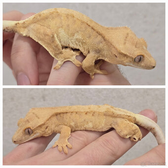 Pagekon riasnaty - C. ciliatus - 5