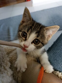 Darujeme mačiatko Eufrat - 5