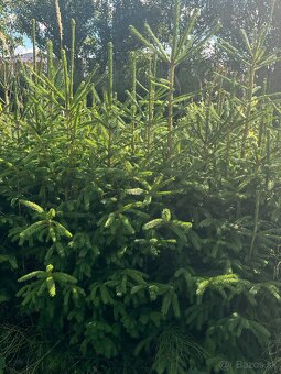 Predám krásne smreky a jedle.🌲 - 5