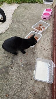 Darujem mačičky - 5