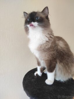 Ragdoll mačka - 5