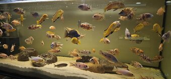 Africke cichlidy malawi - 5