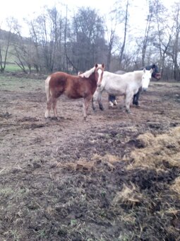 Predám ťažné zriebata - 5