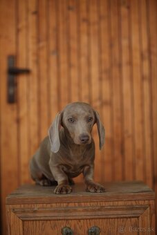 Jazvečík trpaslicip krátkosrsty - 5