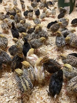 Japonské prepelice - 5