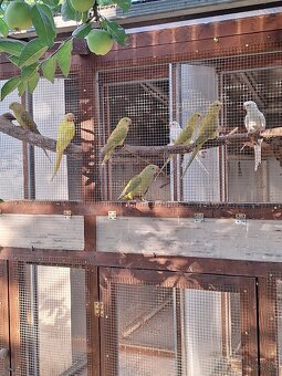 Papagáj nádherný škorica - 5