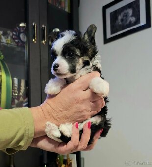 ČÍNSKÝ CHOCHOLATÝ PES/ labutěnka/naháč - 5