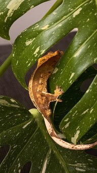 Pagekon riasnaty - 5