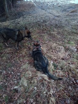 Nemecký ovčiak - 5