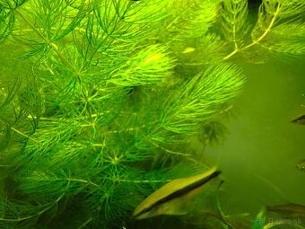 Ceratophyllum demersum-Rožkatec ponorený - 5