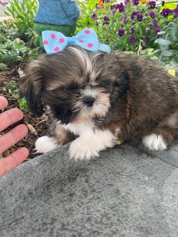 shi tzu - 5