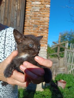Darujem mačiatka - 5