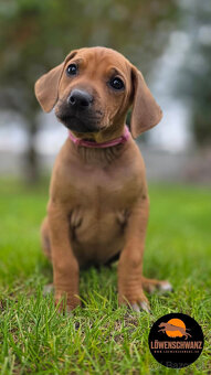 Rhodesian Ridgeback / Rodézsky ridgeback s fci PP - 5