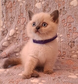 Britské mačiatká - 5