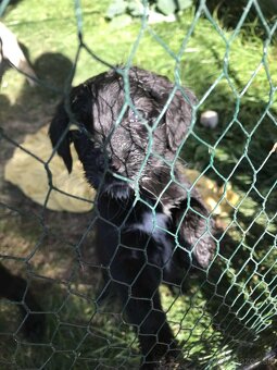 Šteniatka labradora - 5