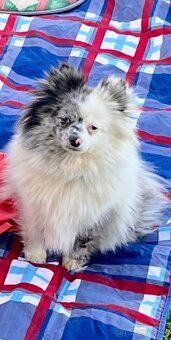 Pomeranian - trpazličí špic - 5