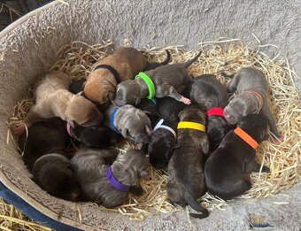 Americký stafordsirsky terier, Stafford, amstaf - 5