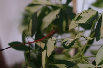 Strašilka lonchodiodes sp. ilocos Kúpim/vymením za samicu - 5