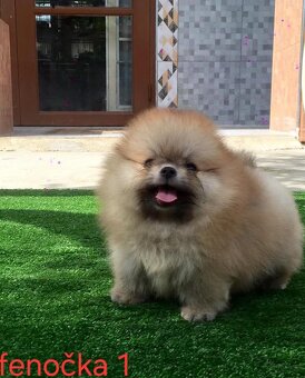 Pomeranian mini - 5