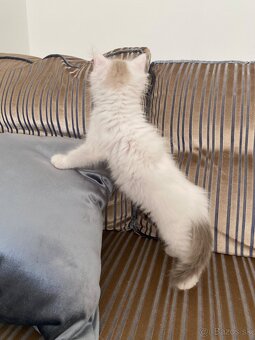 Ragdoll bez pp - 5