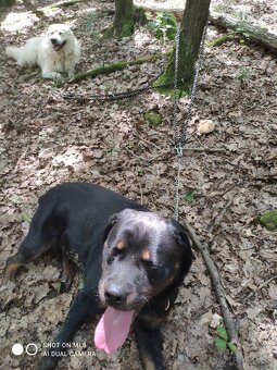 Krytie rotwajler rtw - 5