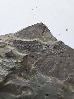 Zbierka fosílií - 5