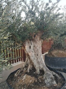 Olivovník bonsai - 5