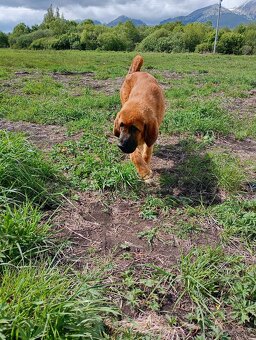 Kangal - 5
