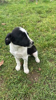 Darujem šteniatko za veterinarny poplatok - 5