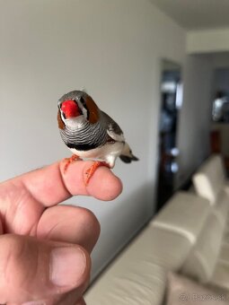 Zebrička austrálska - 5