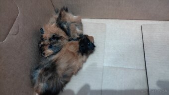 Morské prasiatka - 5