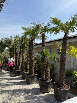 🌴Predám palmy Trachycarpus Fortune - 5