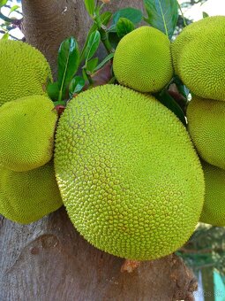 Jackfruit-Artocarpus heterophyllus - 5
