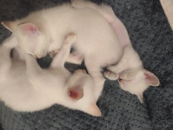 Siamské mačiatka na predaj (typ: Thai Ratana Eye Siami) - 5