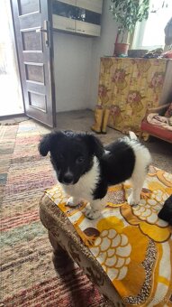 Darujem šteniatka - 5