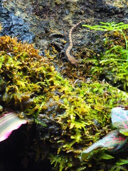 Predám terárium - 5