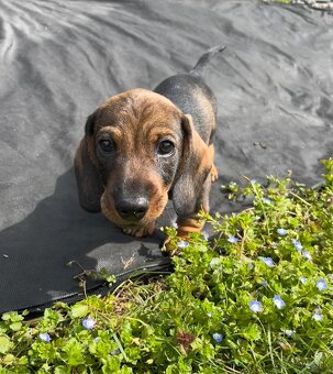 Jezevčík drsnosrstý trpasličí/králičí - 5