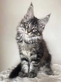 Mainská mývalia, Maine Coon , MCO s PP - 5