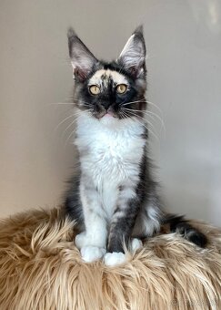 Mainská mývalia, Maine Coon , MCO s PP - 5