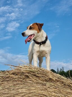 Jack Russell teriér - 5